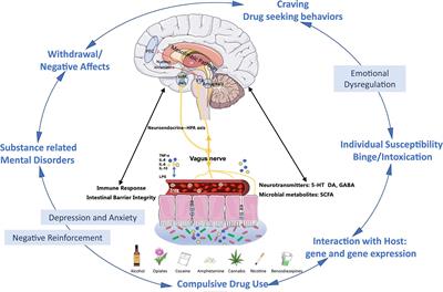 The Microbiome–Gut–Brain Axis, a Potential Therapeutic Target for Substance-Related Disorders